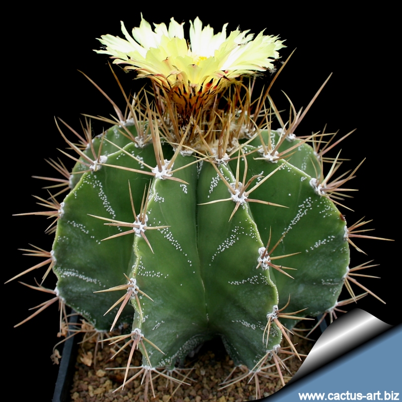 10 Astrophytum ornatum var mirbelii EXTRA VARIEGATED semi seeds korn semillas