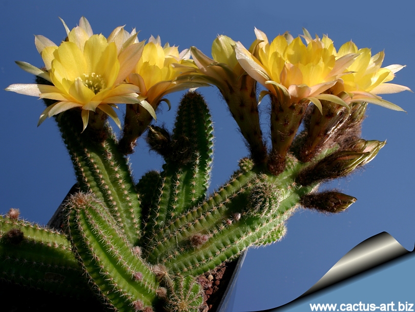 Chamaelobivia 'Yellow Bird' Peanut cactus rooty! 