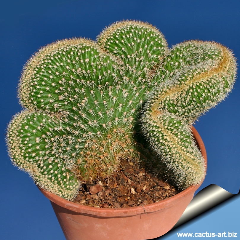Cactus 1170. Маммиллярия цереус. Маммиллярия Кристата. Борзикактус Кристата. Кактус Маммиллярия Кристата.
