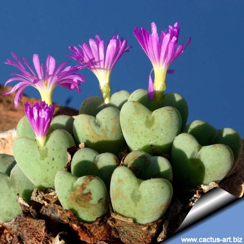 Conophytum cordatum