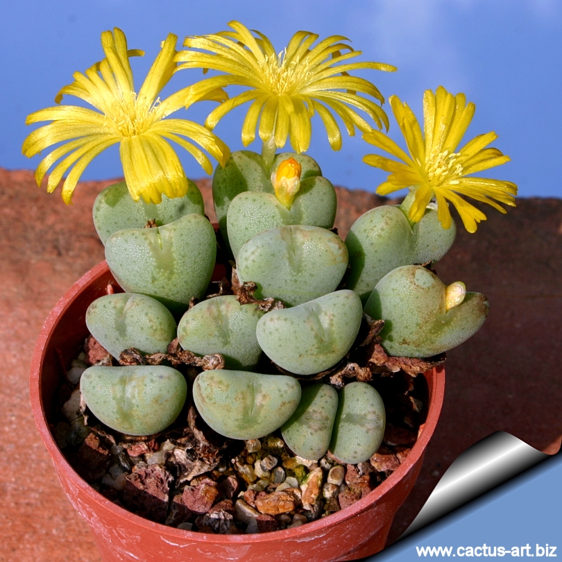 Conophytum meyeri