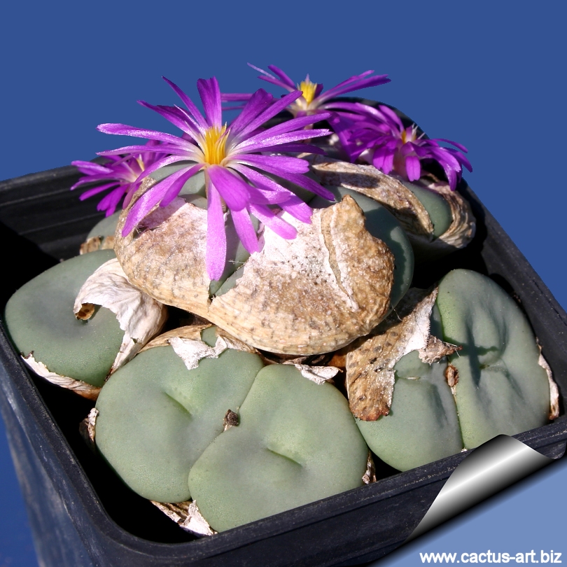 The genus Conophytum: A conograph: Hammer, Steven A., Hammer