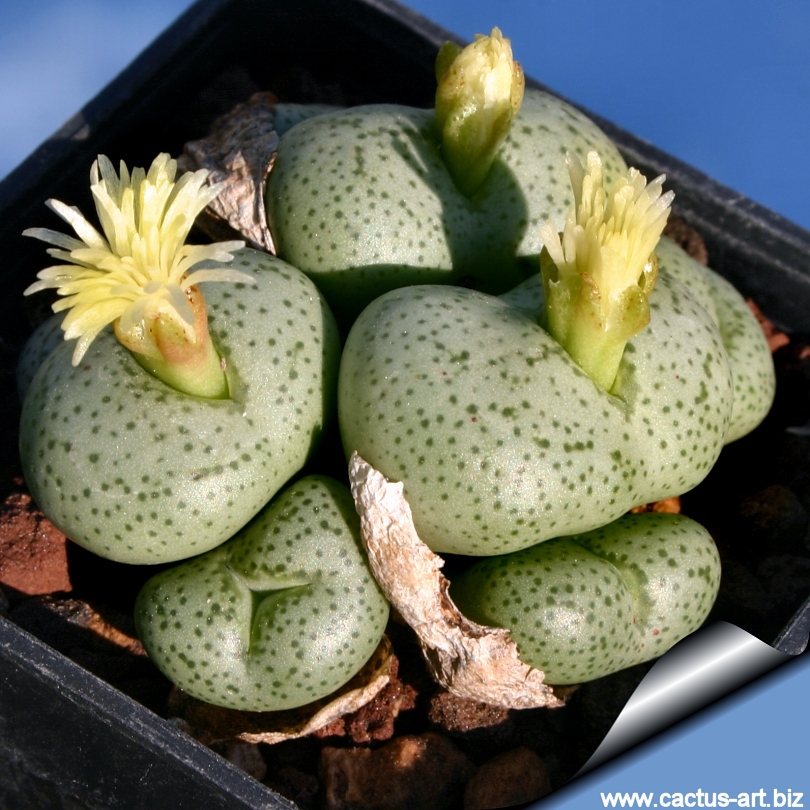 Conophytum subglobosum