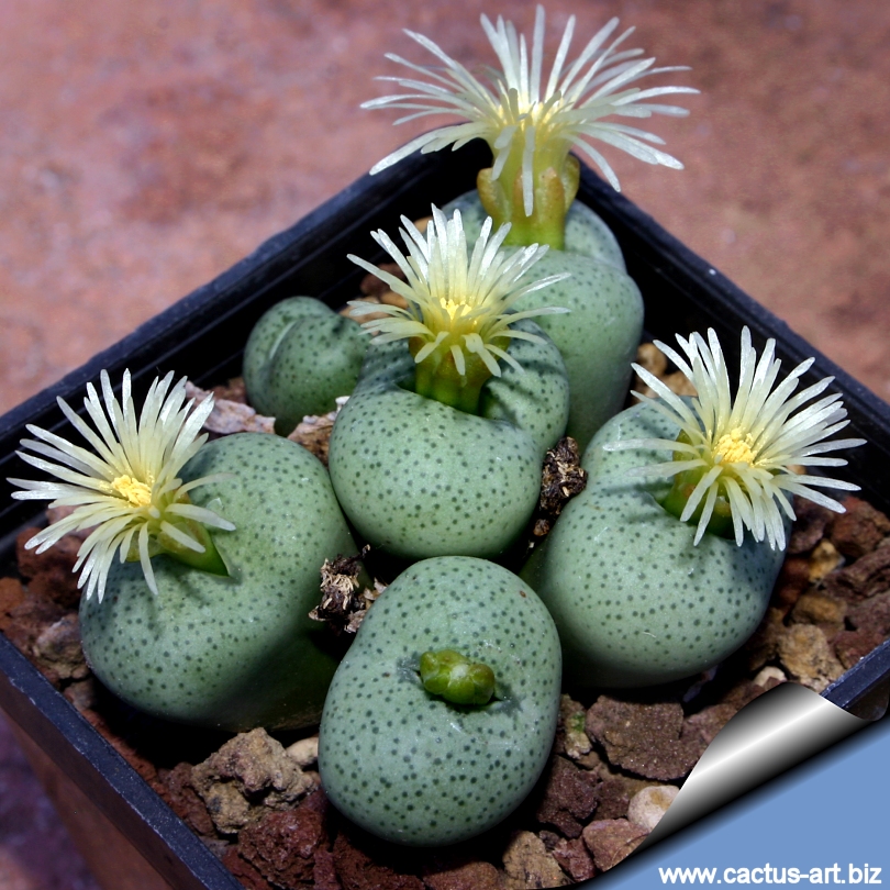 New Views of the Genus Conophytum コノフィツム Dumpling And His Wife: New Views Of The Genus Conophytum