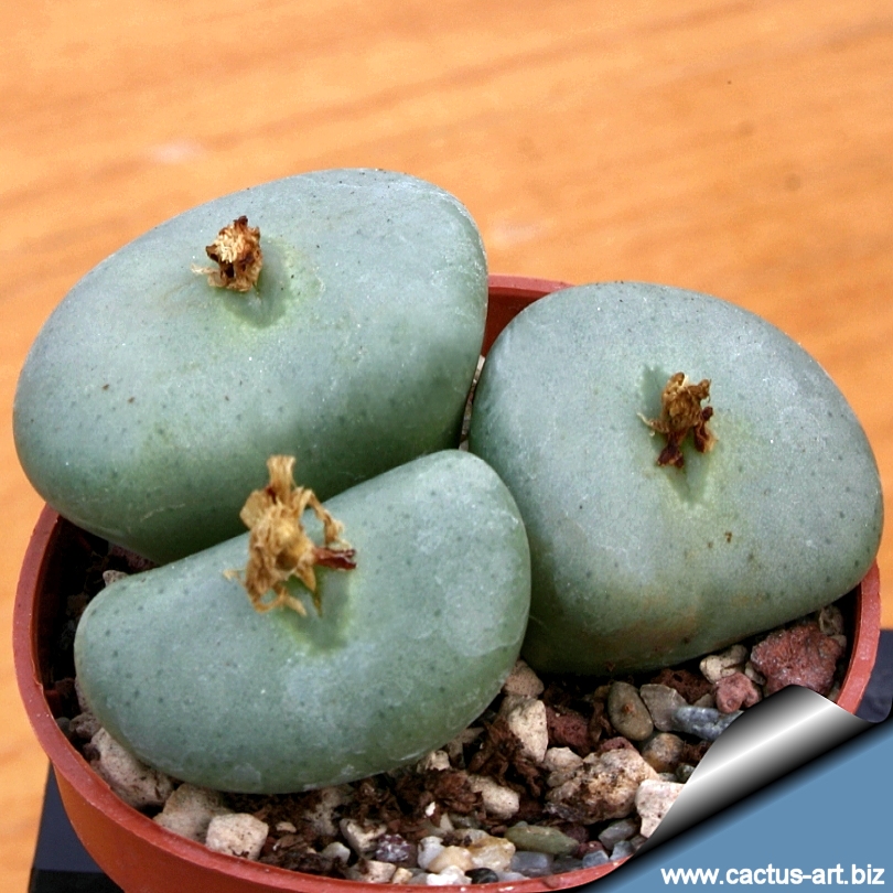 Conophytum wettsteinii (Syn Conophytum brevipes)