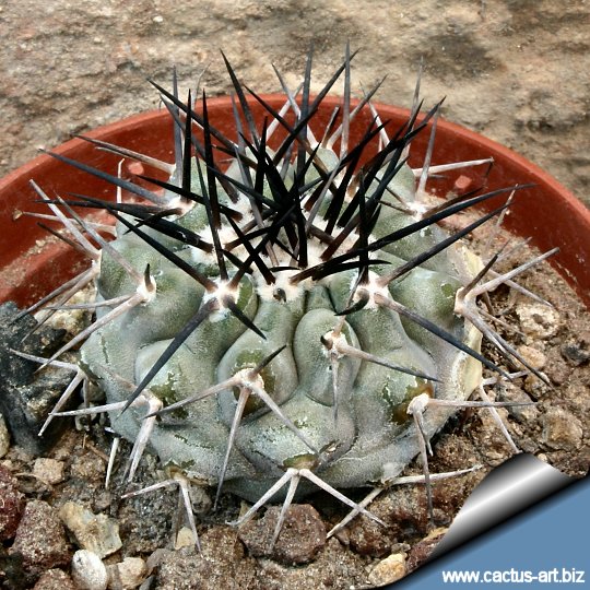 Copiapoa cinerea