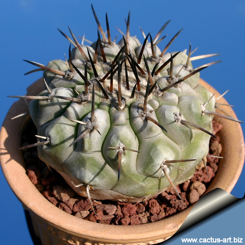 羅本製所 COPIAPOA CINEREA BLACK PRINCE Copiapoa cinerea
