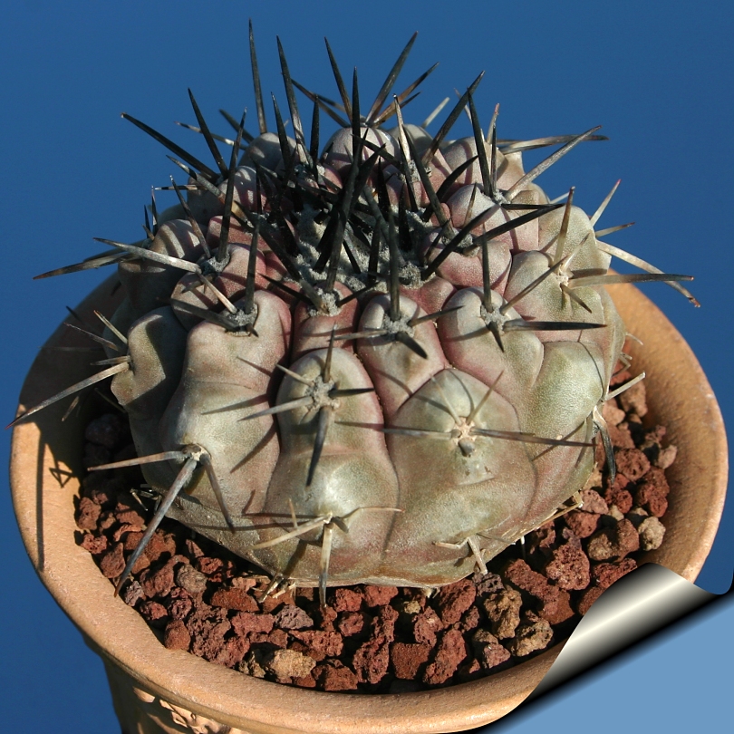 copiapoa_cinerea_AW115.jpg