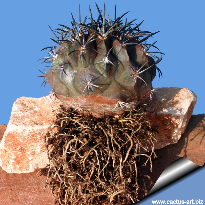 Copiapoa dura