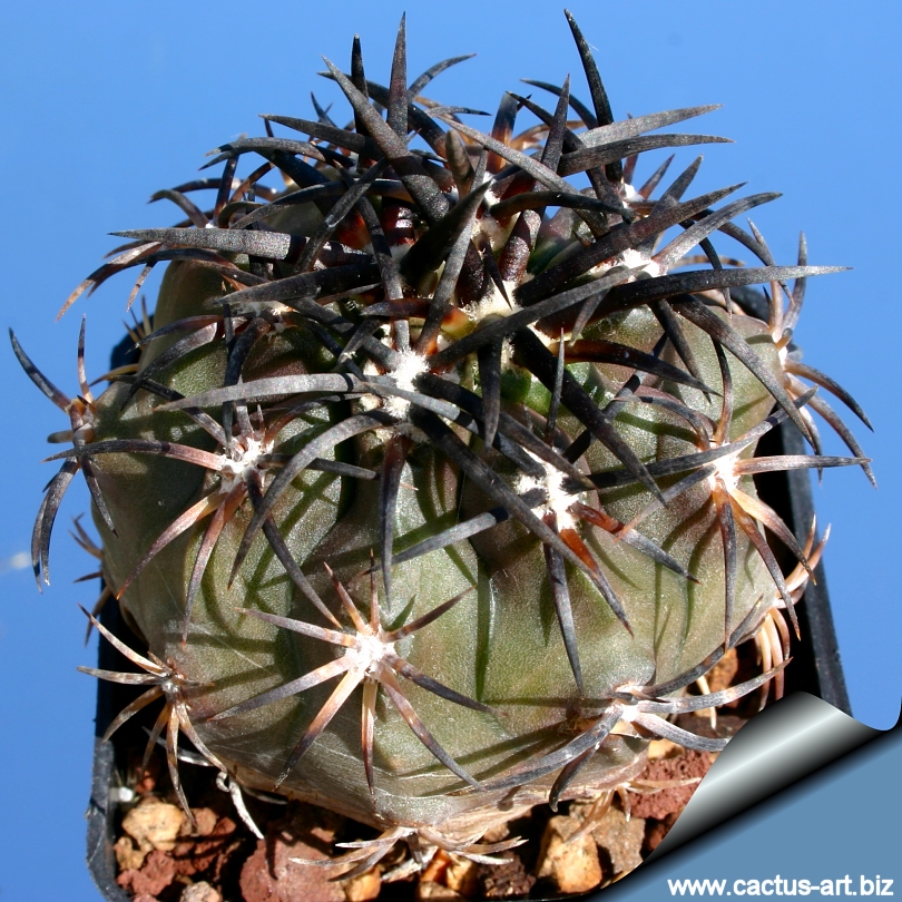 Copiapoa dura