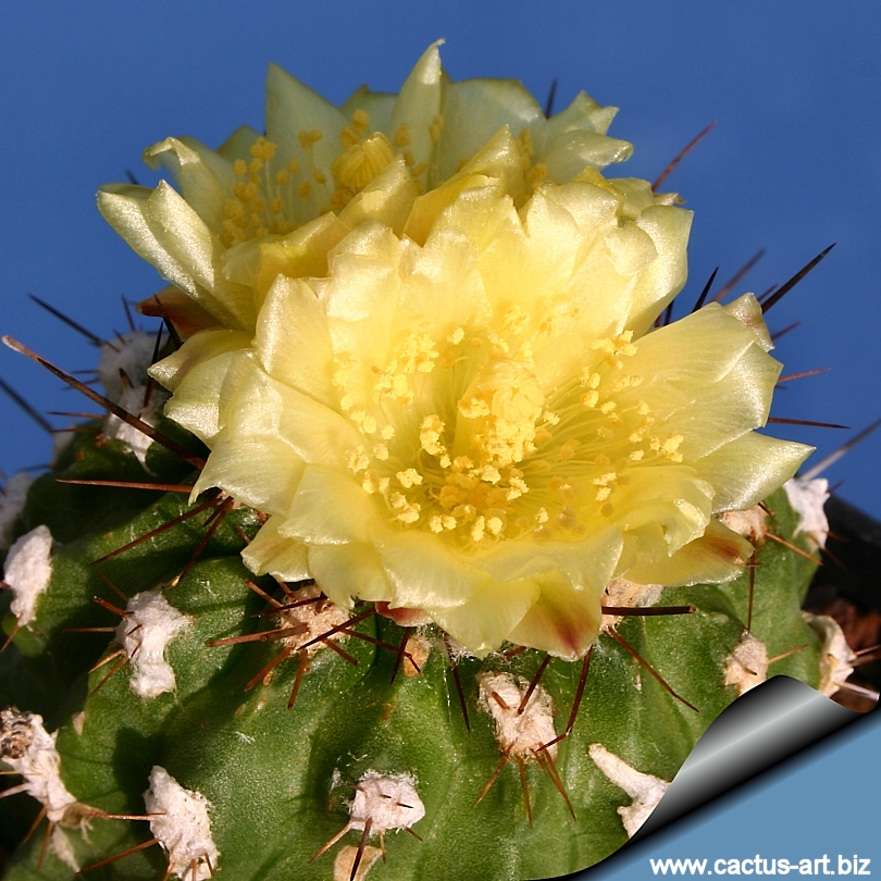 Copiapoa esmeraldana