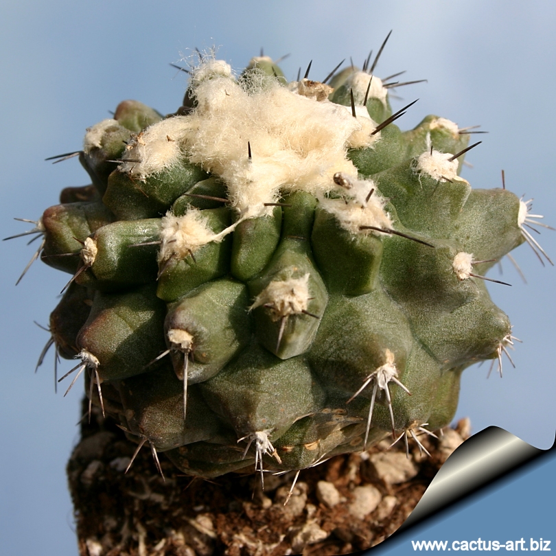Copiapoa esmeraldana