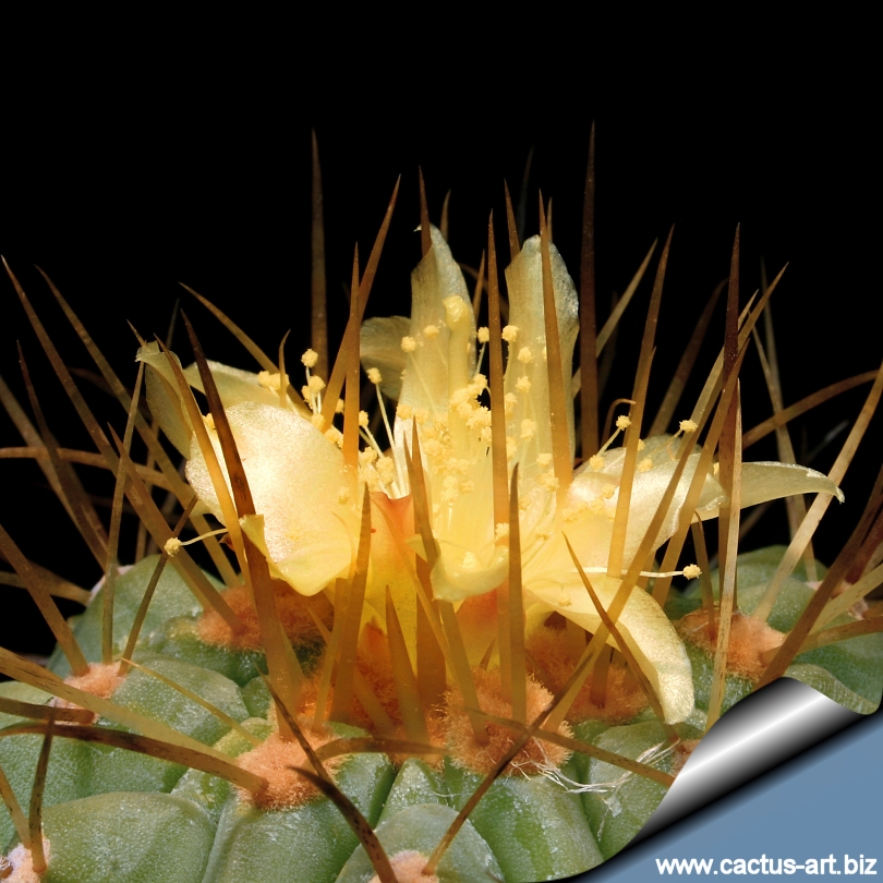 Copiapoa haseltoniana