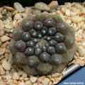 Copiapoa Hypogea FR 261 5km North of Chaaral, Antofagasta, Chile