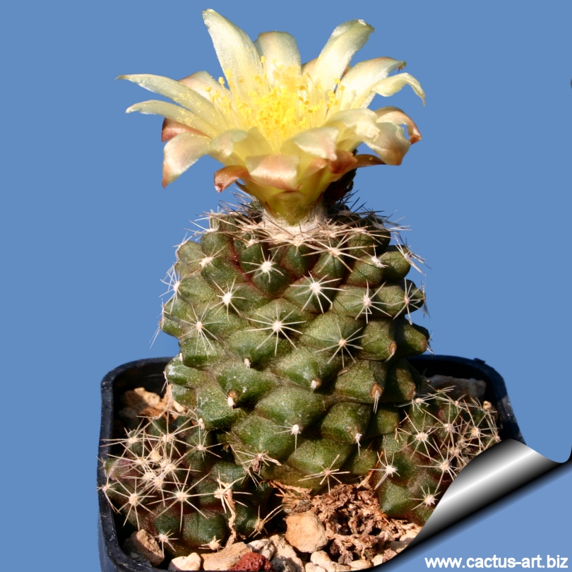 Copiapoa Tenuissima