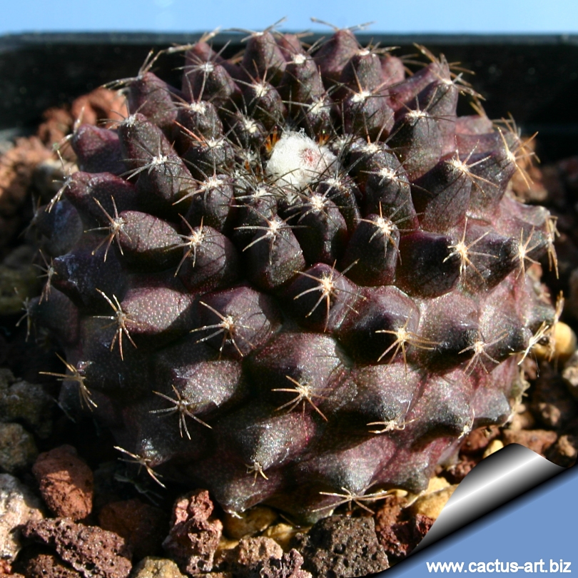 羅本製所COPIAPOA MONSTER Blue Skinned Hybrid Copiapoa tenuissima f. monstruosa