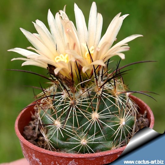 Coryphantha gladiispina