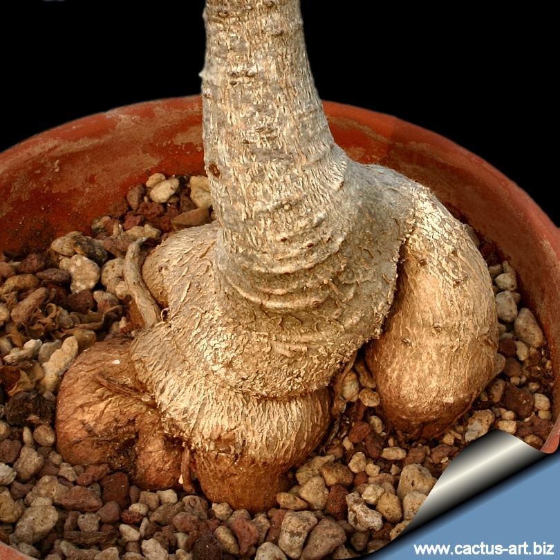 N□ Cyphostemma elephantopus □キフォステンマ エレファントプス□実生□