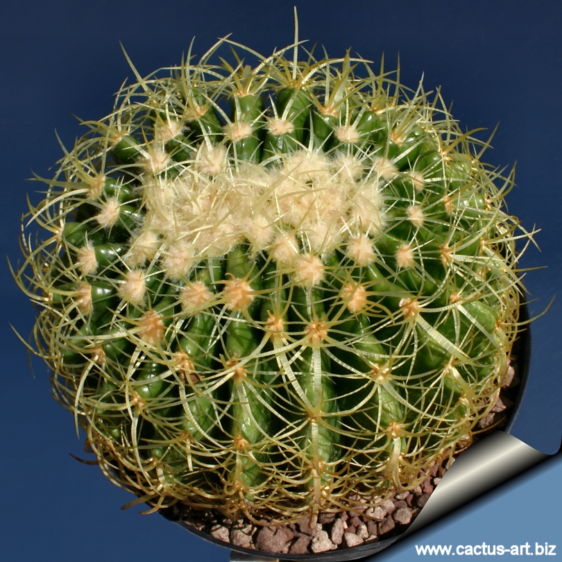 echinocactus grusonii cv  krauskopf  curvispinus  forma