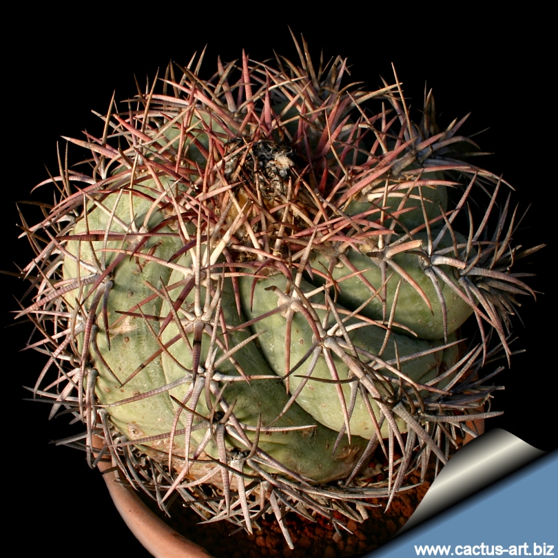 1 PLANT Echinocactus horizonthalonius 5cm blue cactus no ariocarpus aztekium 