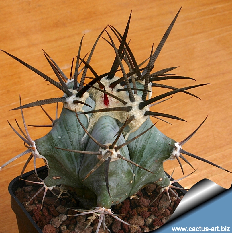 Echinocactus platyacanthus 20 graines-Giant Barrel Cactus Cacti Echinocactus platyacanthus 20 graines-Giant Barrel Cactus Cacti