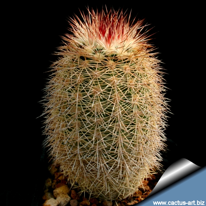 Echinocereus dasyacanthus