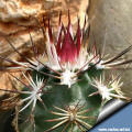 Echinocereus davisii SB 426 new spines