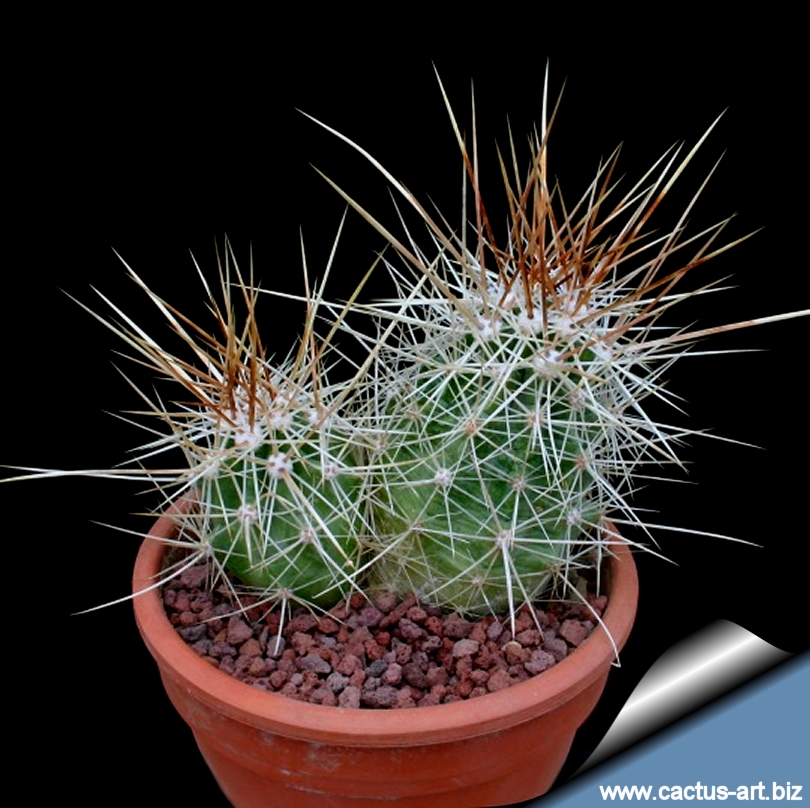 Echinocereus stramineus 25 Seeds - Straw Colored Hedgehog Cactus