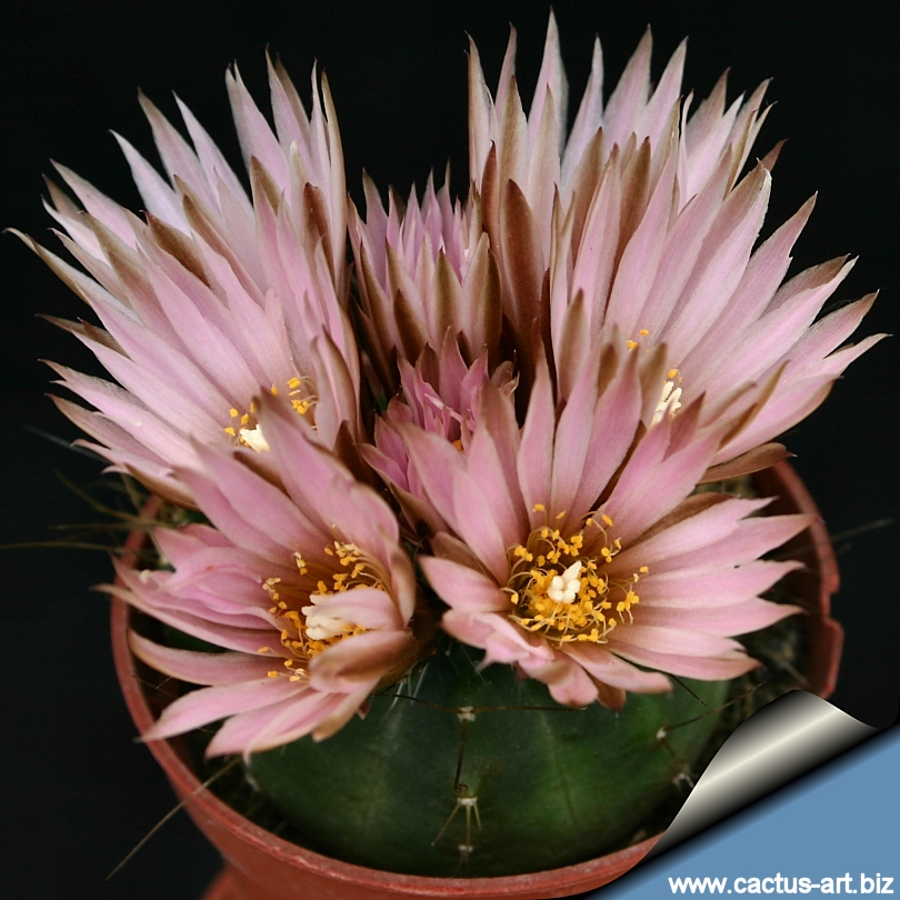 Echinocereus knippelianus