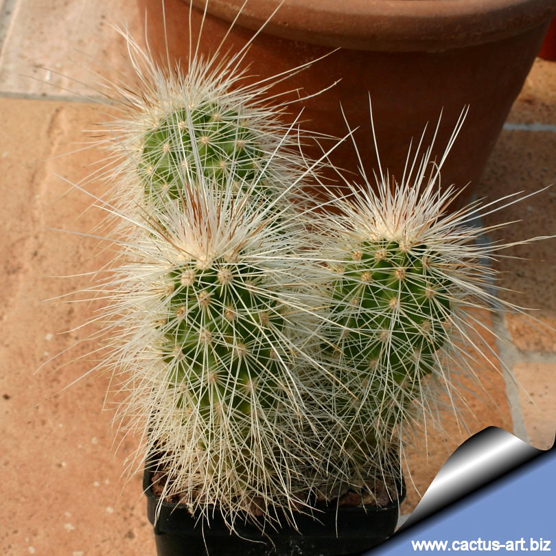 Echinocereus longisetus