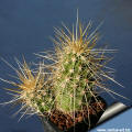 Echinocereus nicholii RP79 Silver Bell Mts. AZ