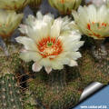 Echinocereus papillosus var. angusticeps SB 1787 - Flowers