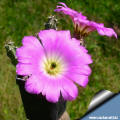 Echinocereus pentalophus Puerto Rico TX flowers  almost hiding the plant