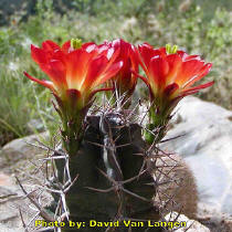 Echinocereus triglochidiatus - White Sands S. Central New Mexico, USA