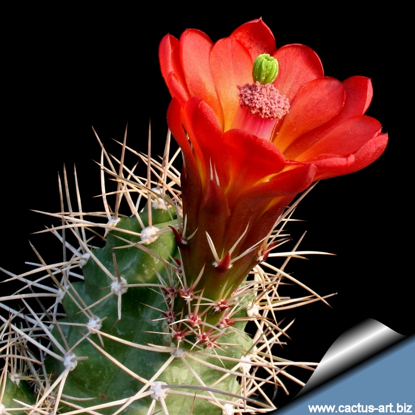 Echinocereus triglochidiatus