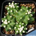 Echinocereus triglochidiatus "subnudus" HK 1040 Manzano Torrance Co. NM, USA