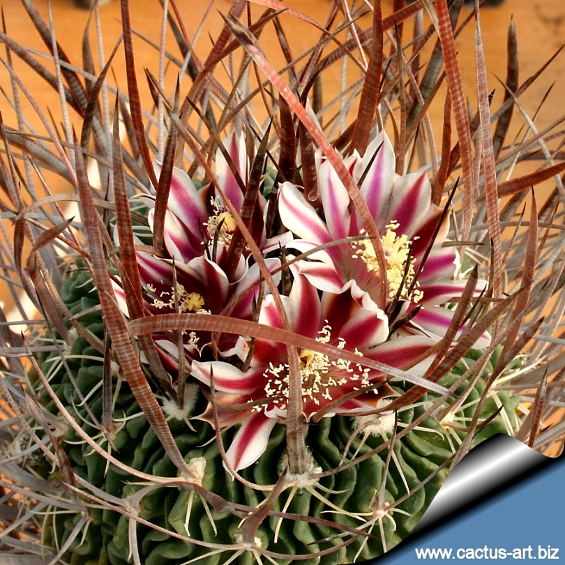 Echinofossulocactus lloydii (Stenocactus lloydii)