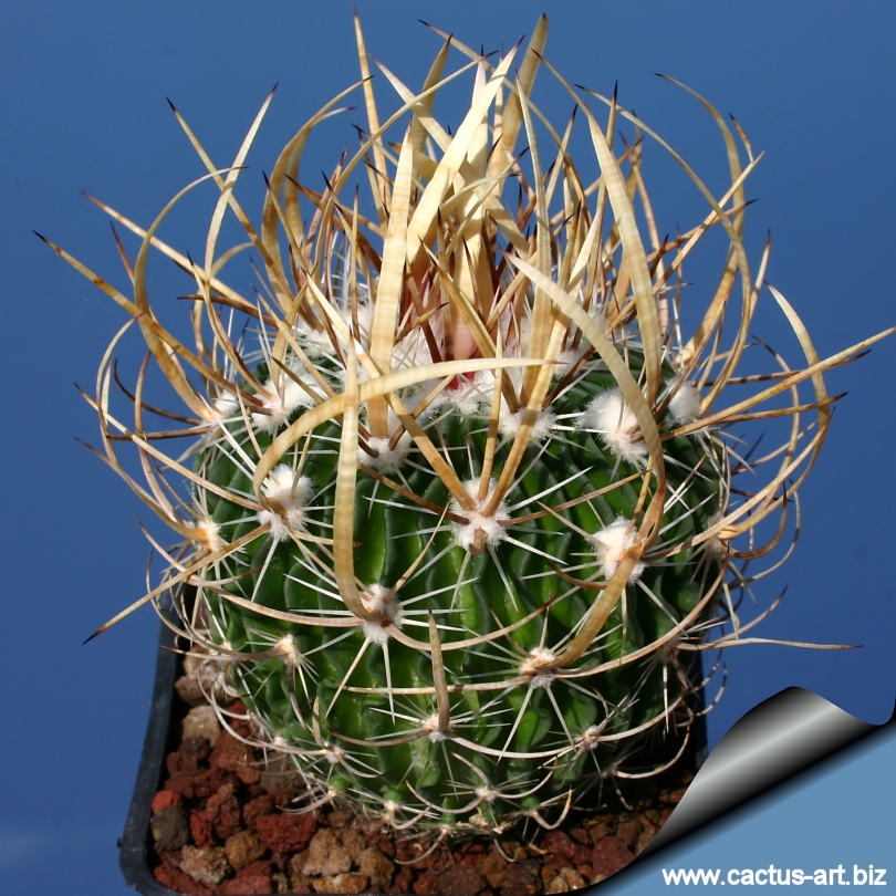 Echinofossulocactus multicostatus dcs 7050sx 64 f