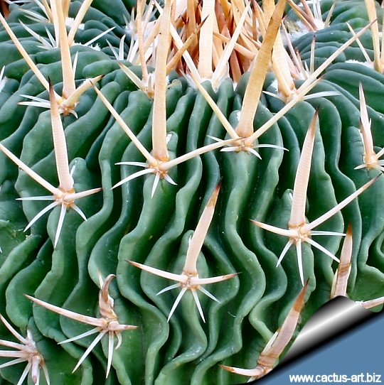 サンヨー Cacti SHPR8138 Echinocactus polycephalus ZRI 556/13 California
