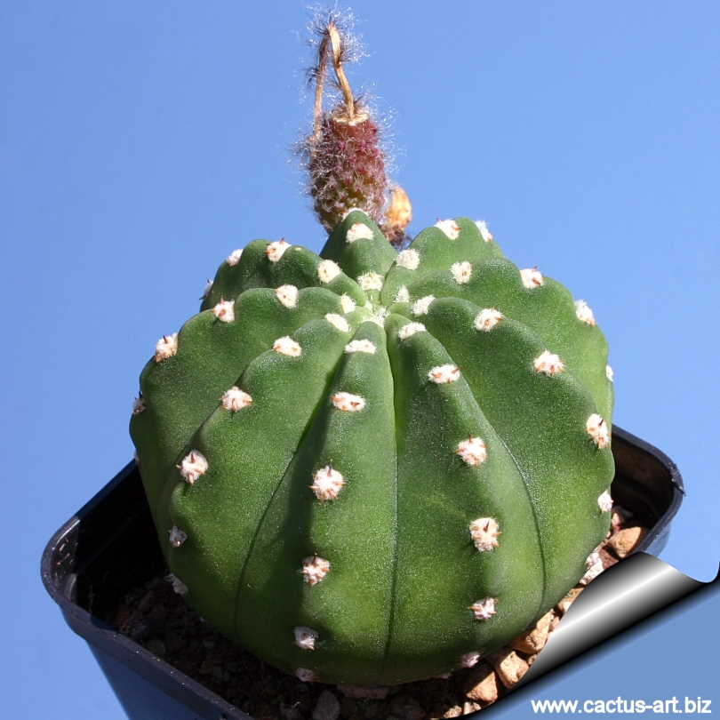 Echinopsis subdenudata (E. subdenudatus)