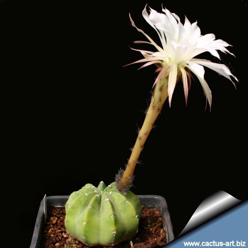 Echinopsis subdenudata (E. subdenudatus)