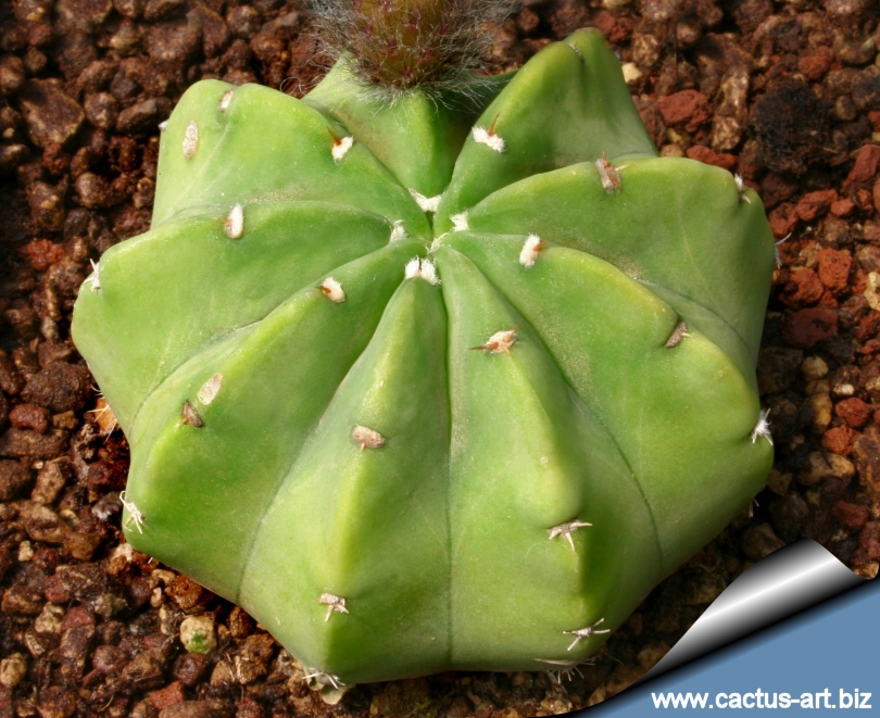 Echinopsis subdenudata (E. subdenudatus)