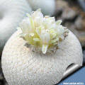 Epithelantha bockei SB 416 Brewster Co. Texas - flowers