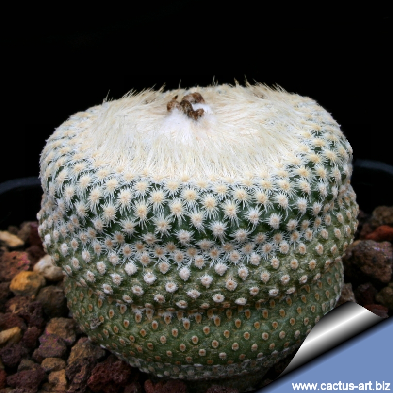 サンヨー Cacti N[21389]SANYO STEP-SYN _ 103-770-61/Fedex | eBay