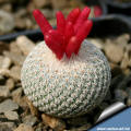 Epithelantha micromeris