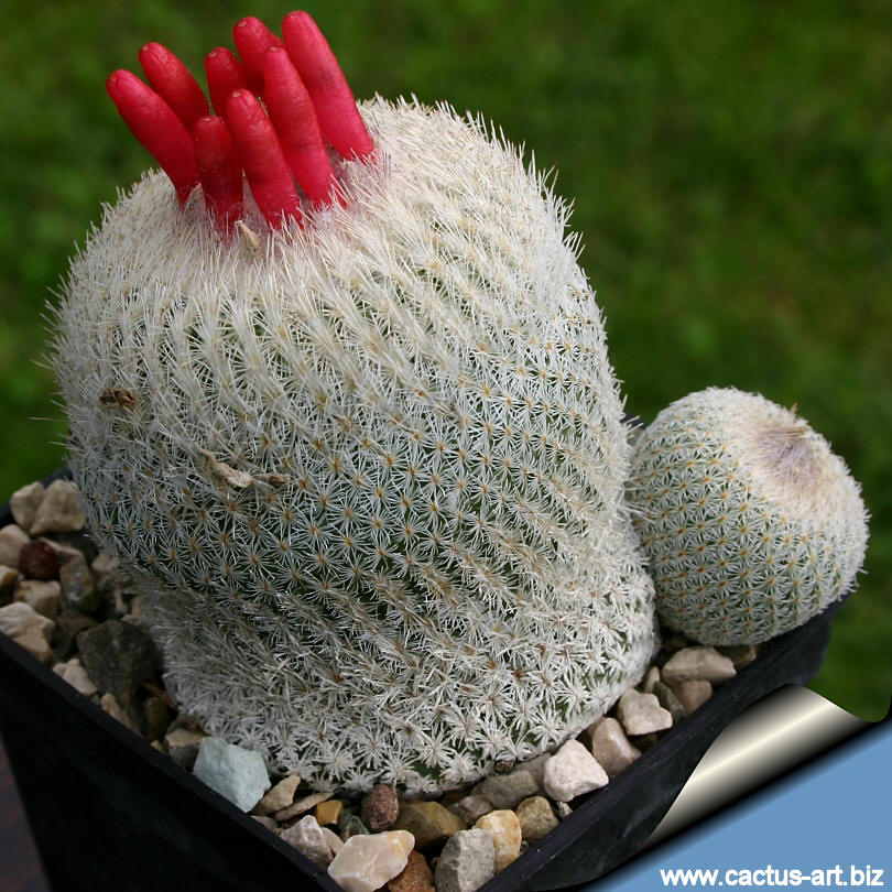 Epithelantha micromeris