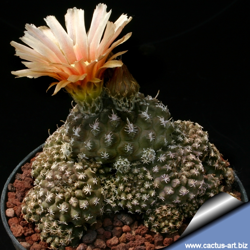 ●植物 Eriosyce (Neochilenia) occulta 雷頭玉 エリオシケ オクルタ / 多肉 サボテン 塊根 ネオチレニア Eriosyce aerocarpa (Neochilenia, Reicheocactus, Chileorebutia)