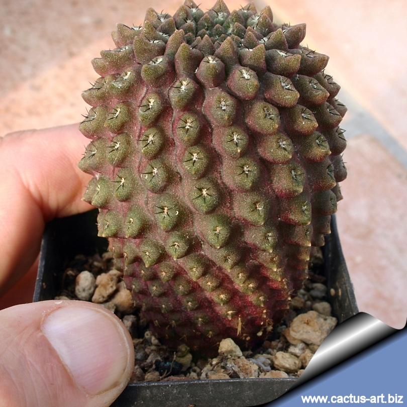 Eriosyce esmeraldana
