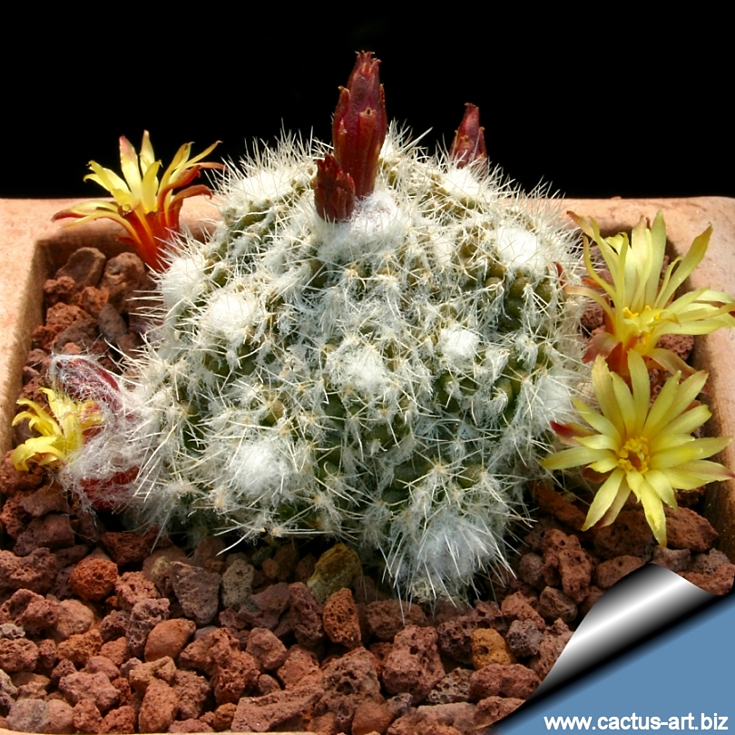 Eriosyce laui (Syn: Rimacactus laui)