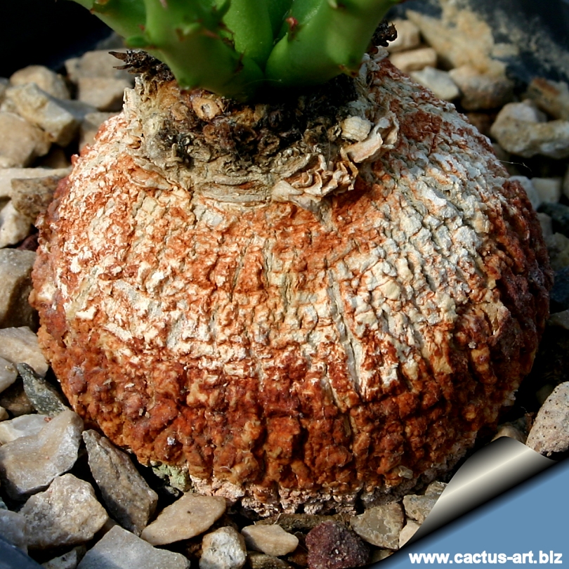 Euphorbia decidua